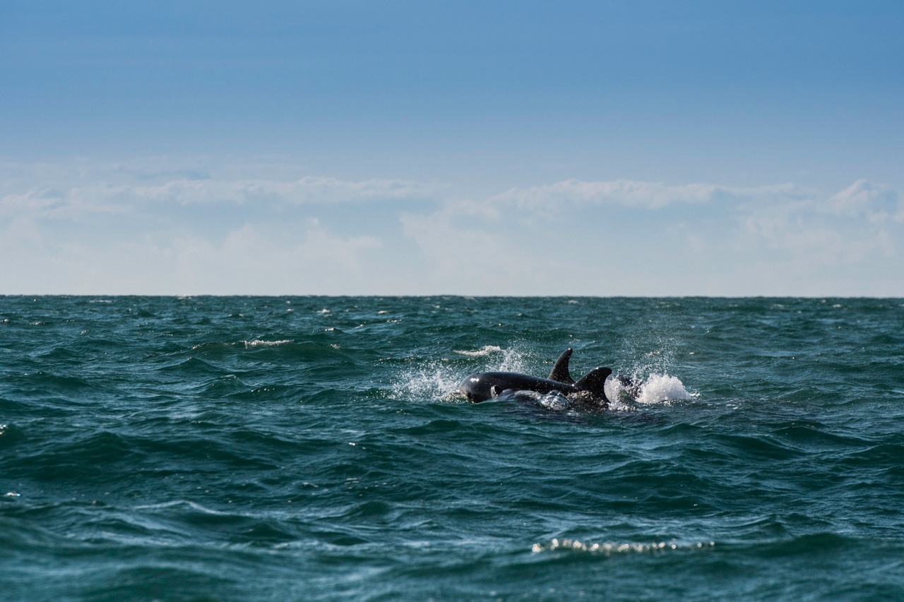 Observer les dauphins au Pays de Galles
