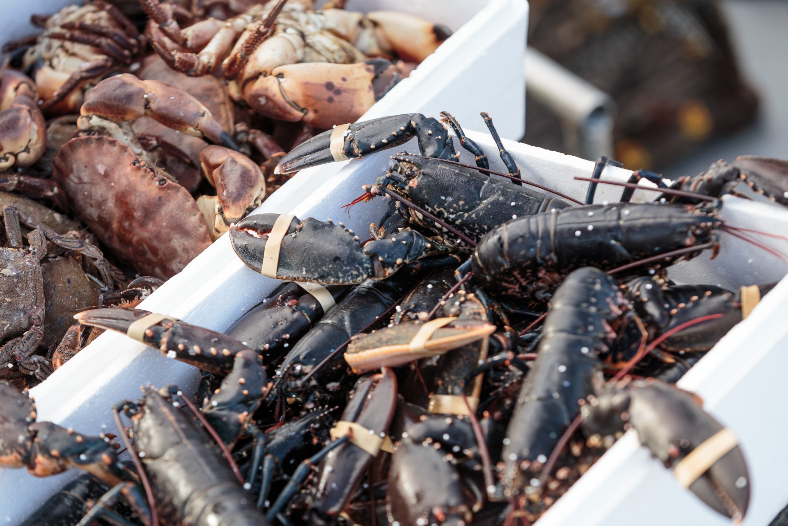 Fruits de mer en Ecosse