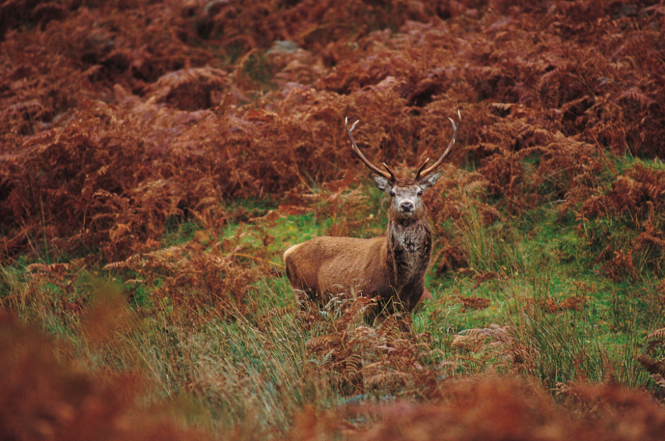 Cerf rouge en Ecosse dans les Cairngorms