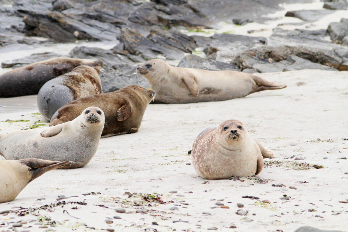 Observer les phoques dans la baie de Plockton