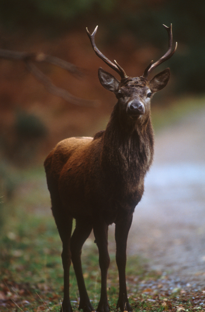 Un cerf rouge en Ecosse