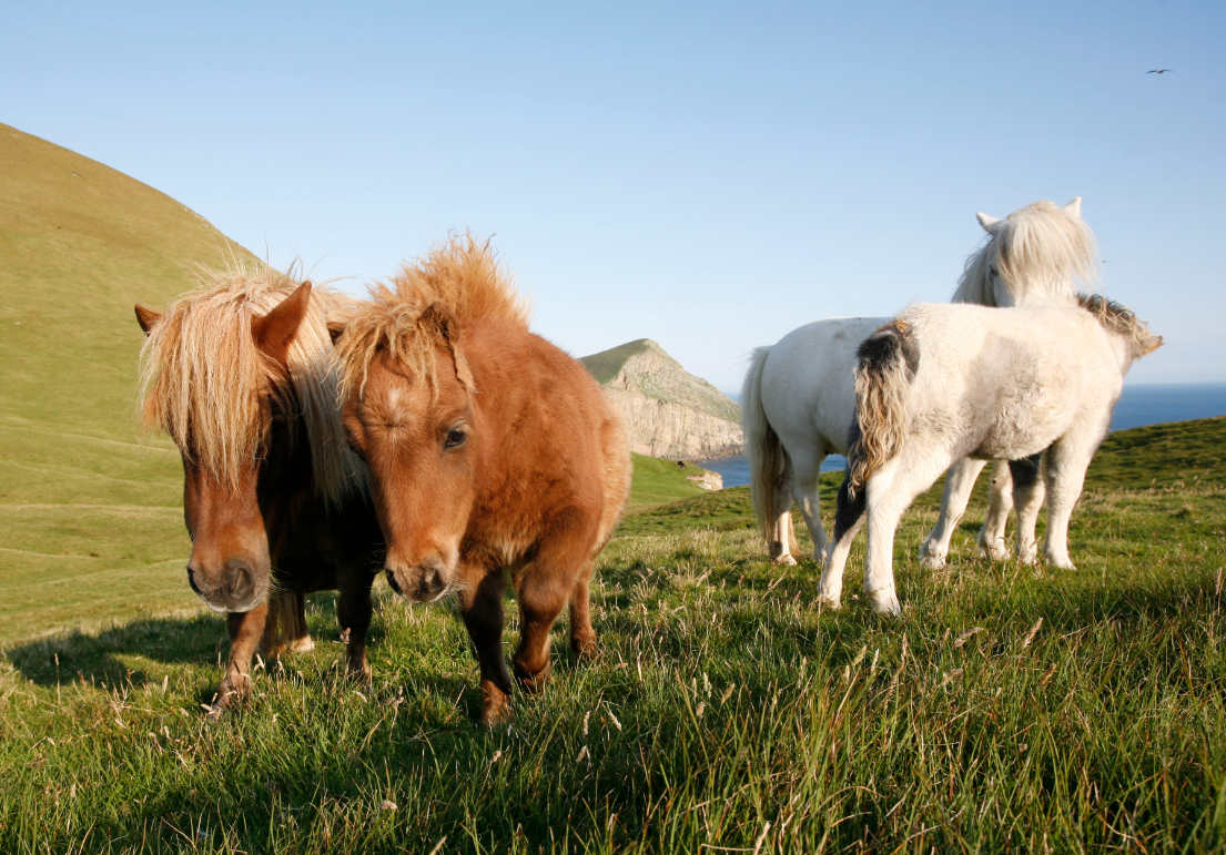 Les poneys des Shetland en Ecosse