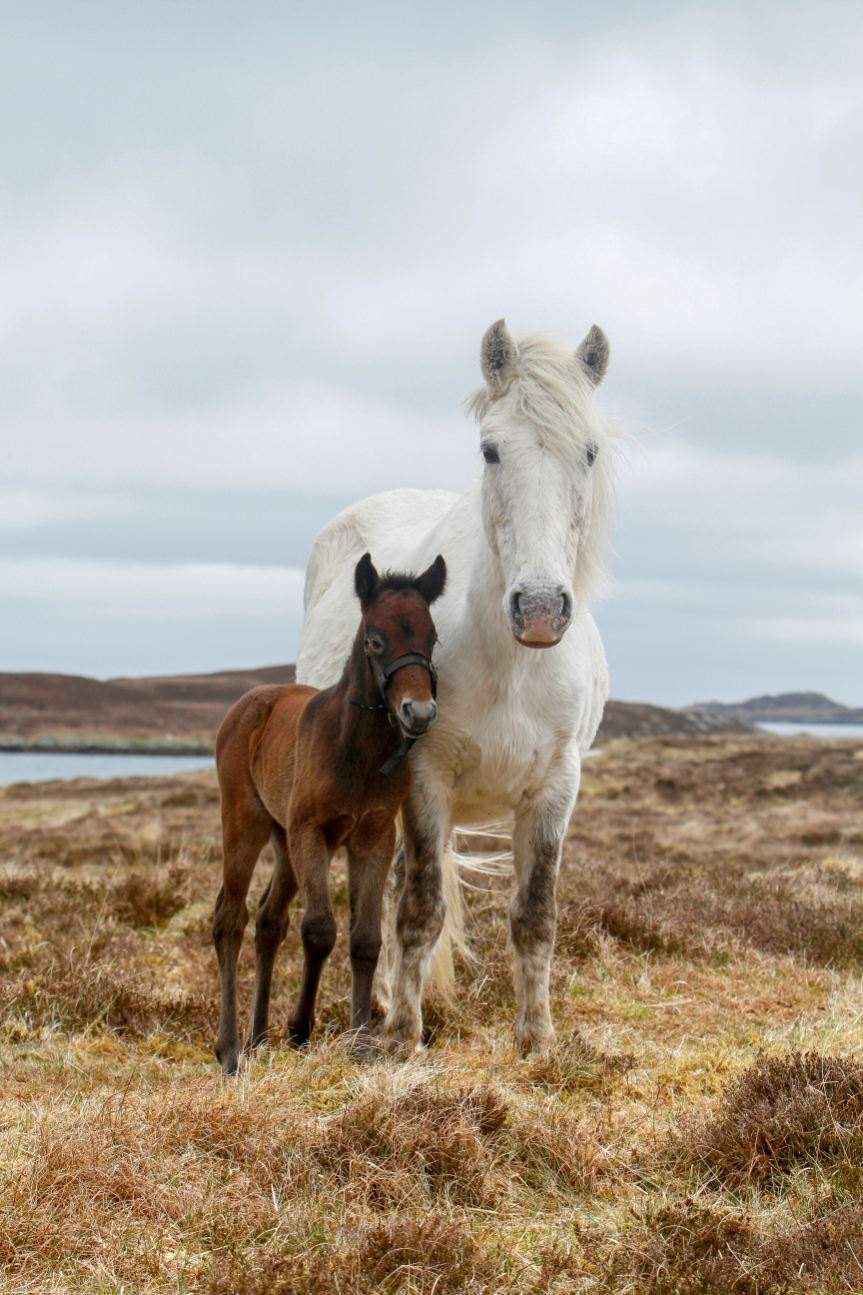 Les poneys sauvages sur South Uist en Ecosse