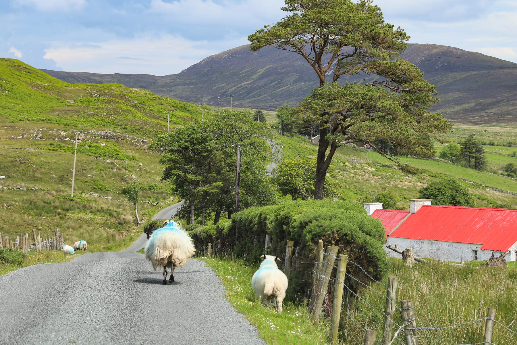 Moutons en bord de route, Peninsule d'Inishowen, Donegal, Irlande