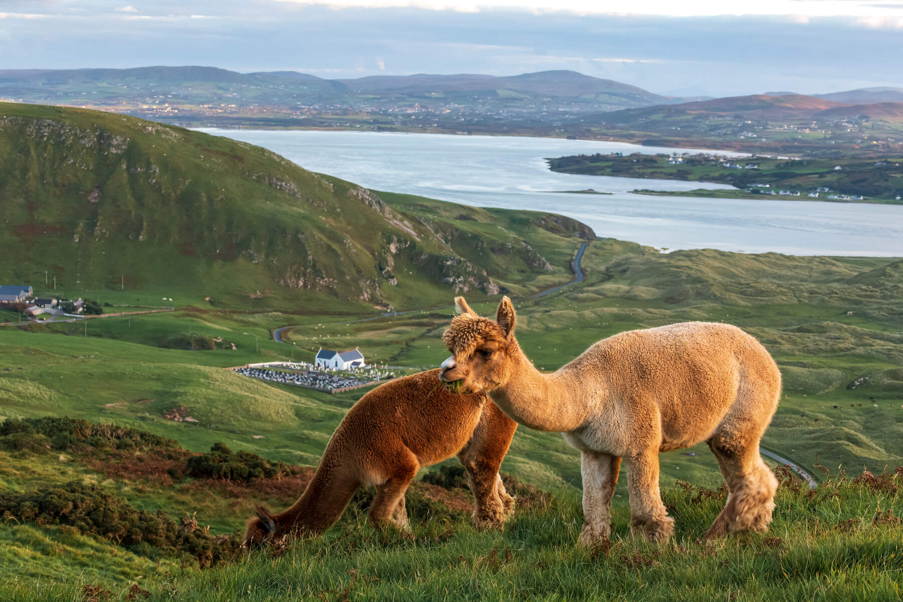 Wild Alpaca Way en Irlande