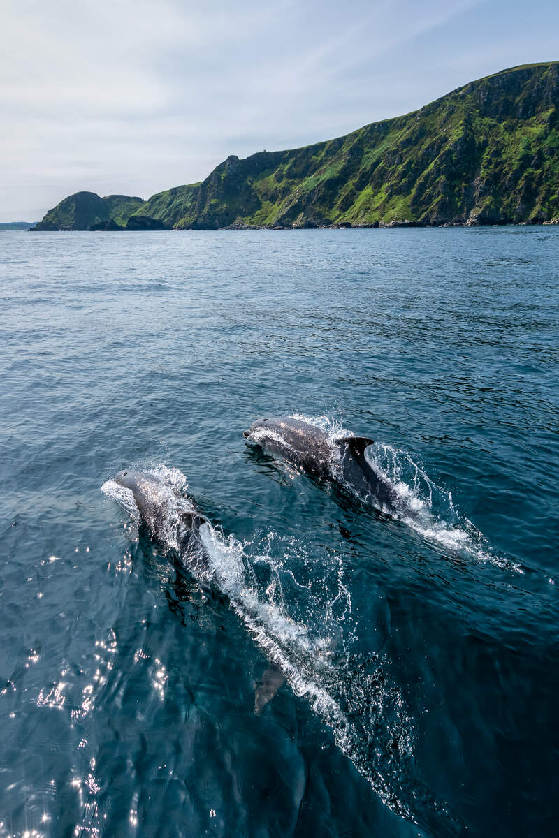 Les dauphins en Irlande