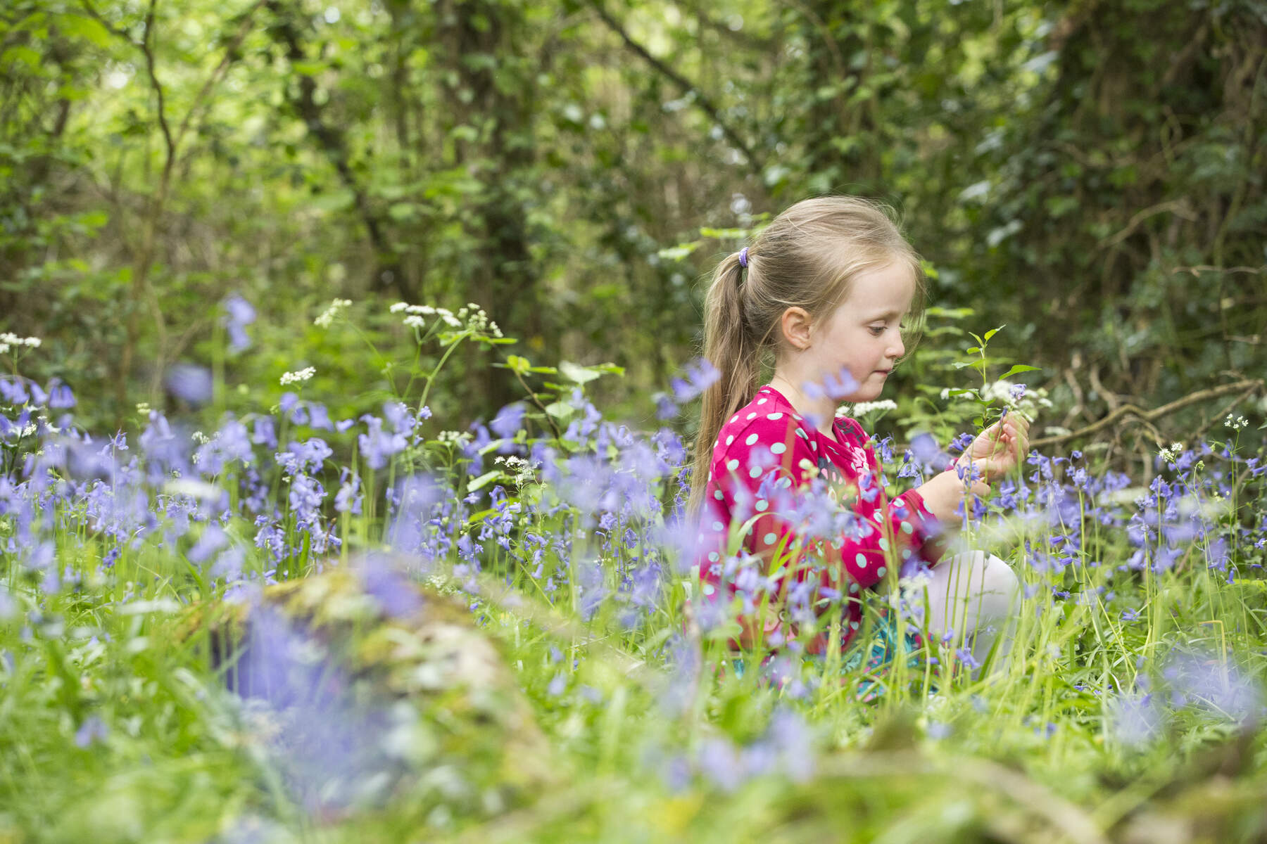 L'Irlande en famille, fleurs et forêts