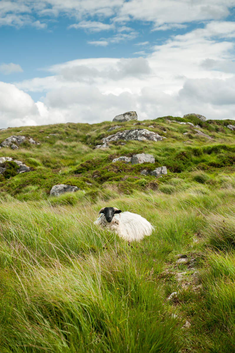 Le Connemara en Irlande