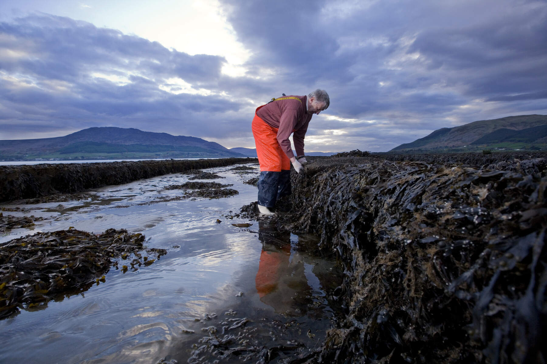 Pêcheur de fruits de mer, huîtres, Galway, Irlande