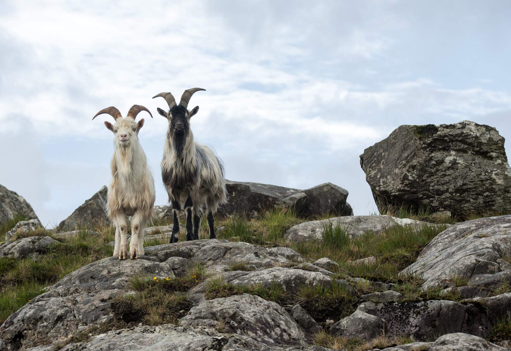 Chèvres sur la Péninsule de Beara, Kerry, Cork, Irlande, Wild Atlantic Way