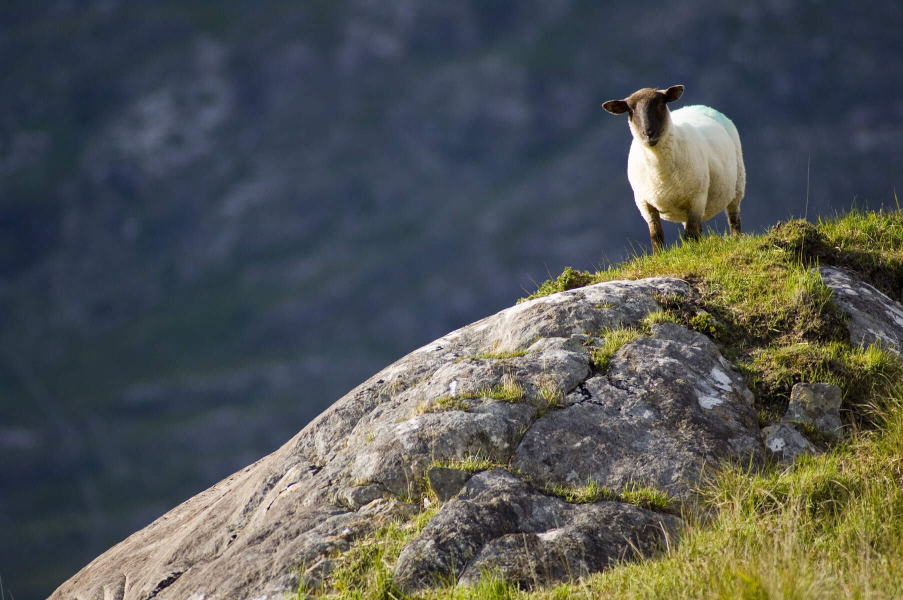 Mouton sur le Ring of Kerry, Irlande