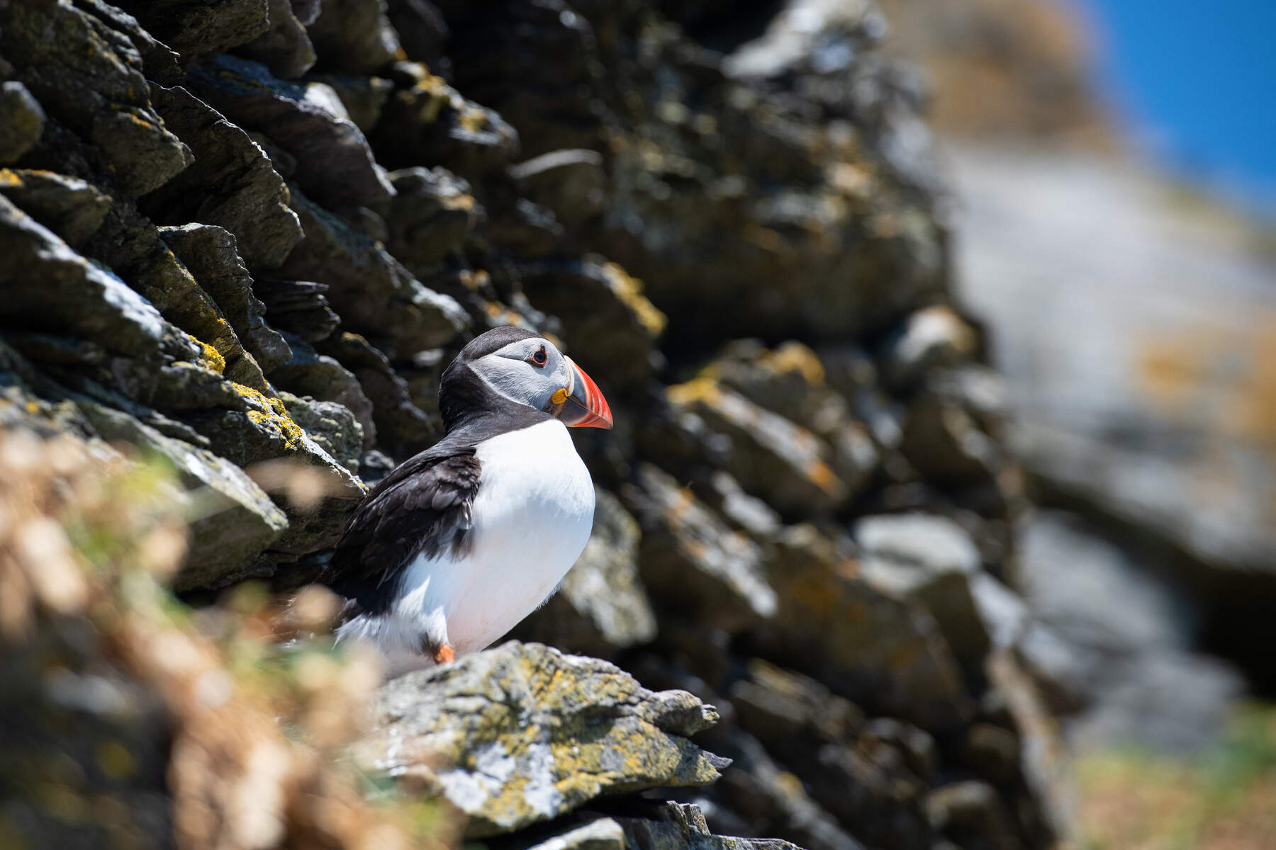 Les puffins en irlande