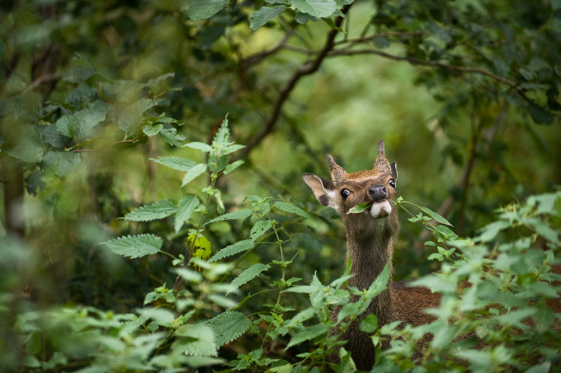 La faune du Parc national de Killarney