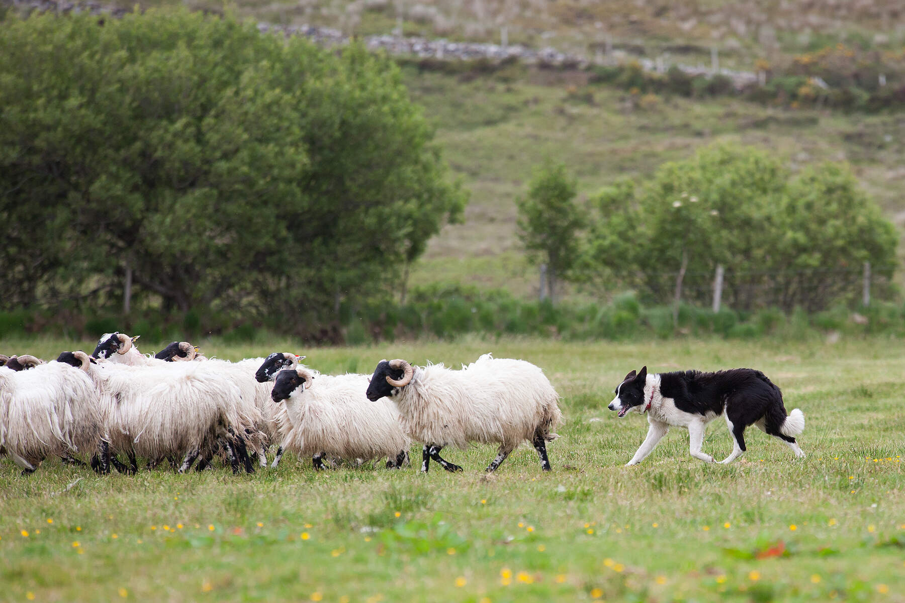 Chiens de berger en Irlande