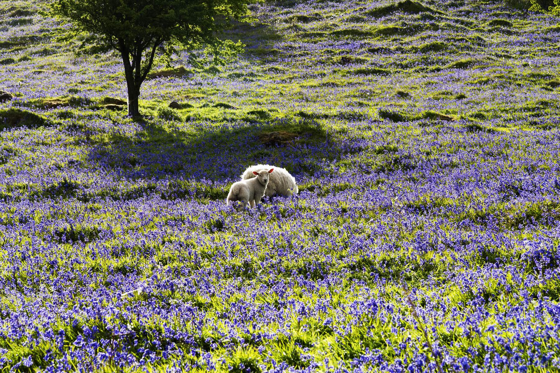 Fleurs, Bluebells et moutons, Irlande du Nord