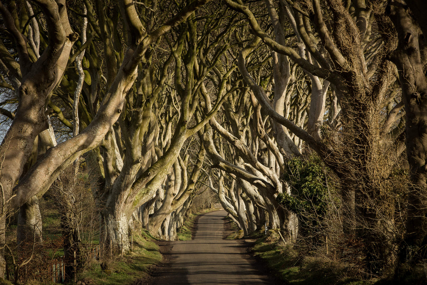 The King's road aux Dark Hedges en Irlande du Nord