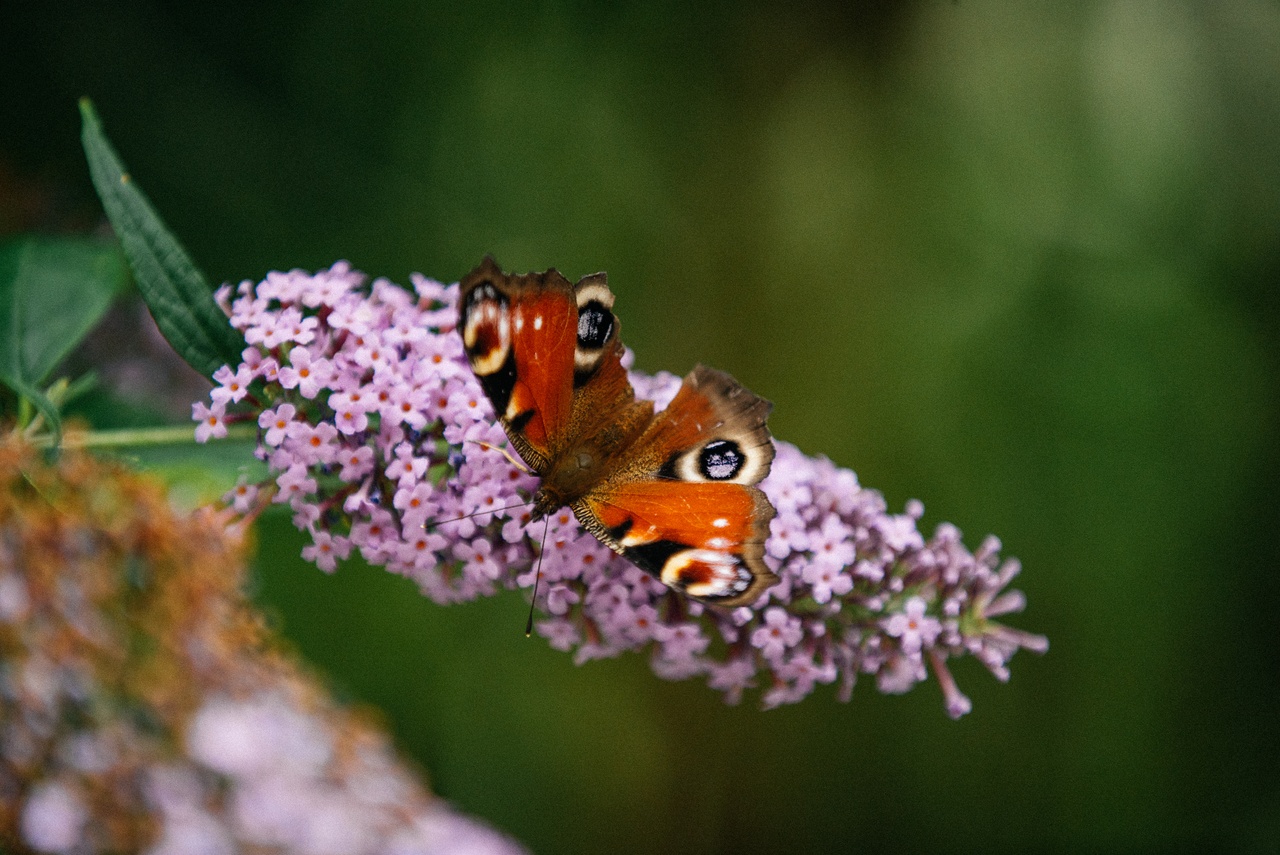 The Magic of Life Butterfly House