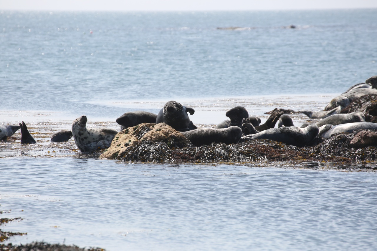 Ile de Bardsey au Pays de Galles