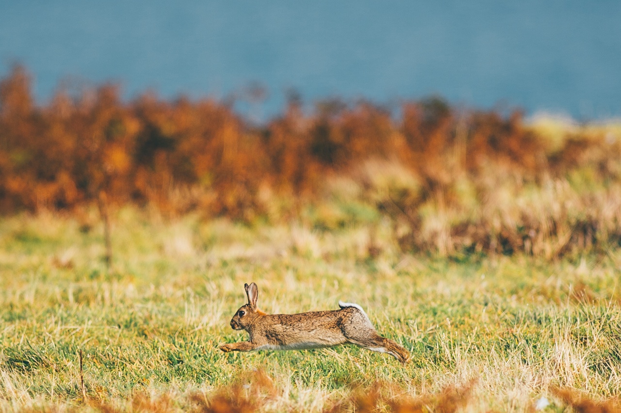 Faune du Pays de Galles