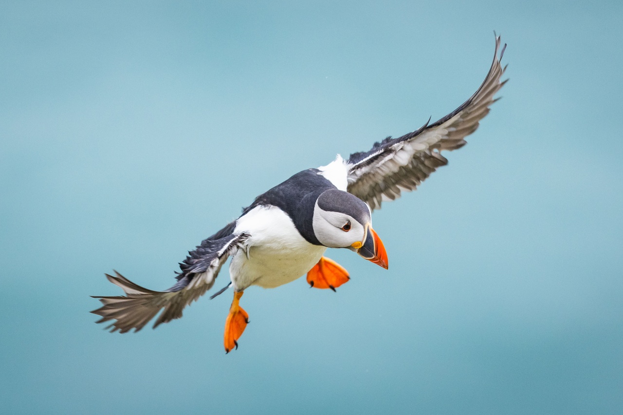 Puffin au Pays de Galles