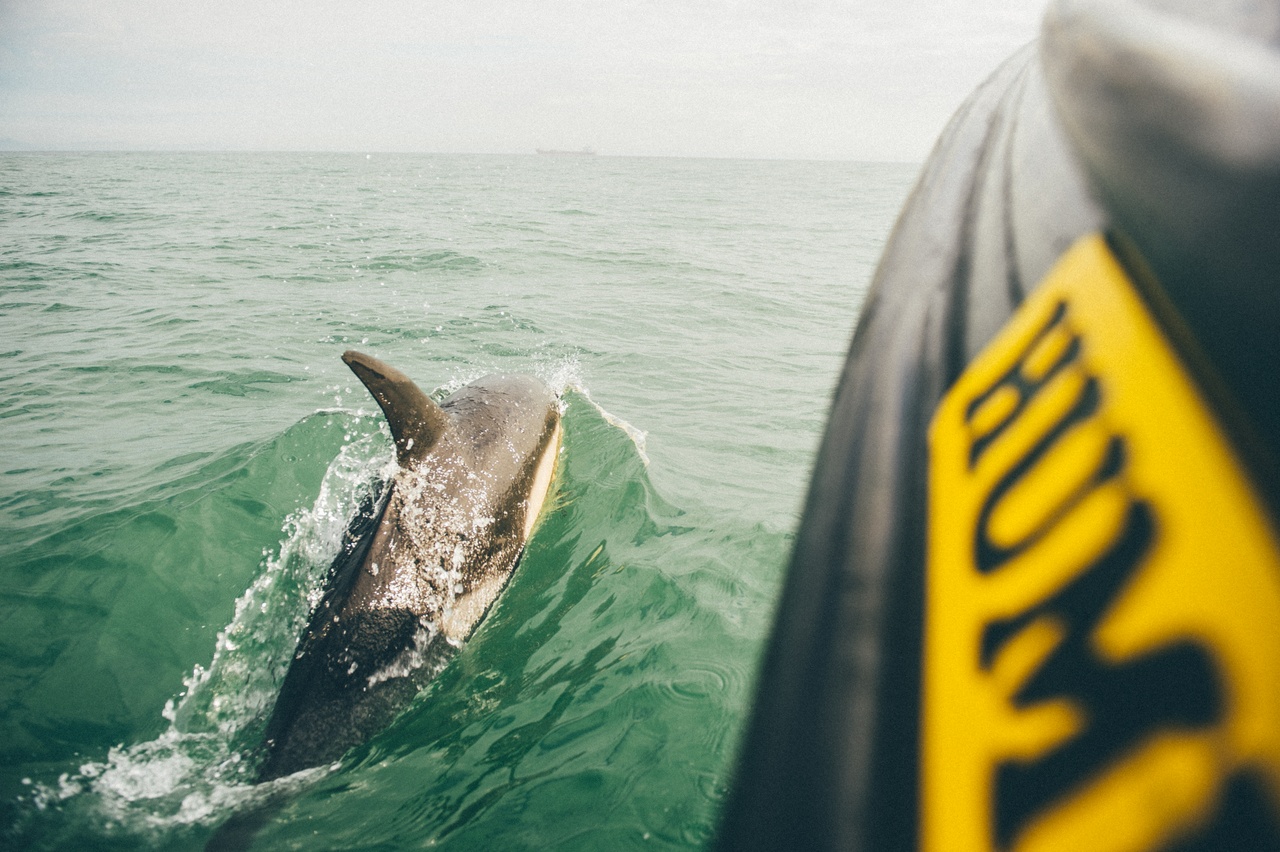 Observation des dauphins au Pays de Galles