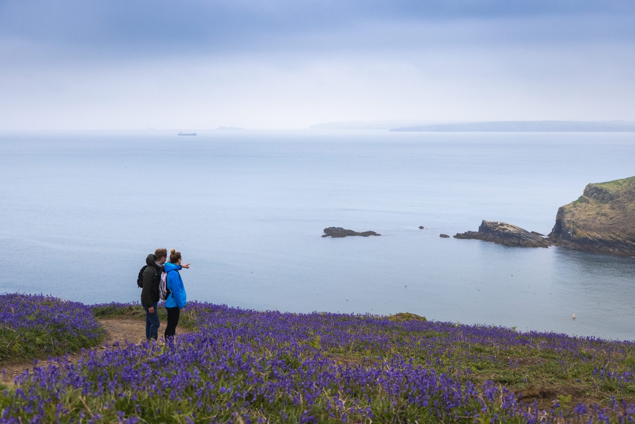 Skomer Island, Pays de Galles