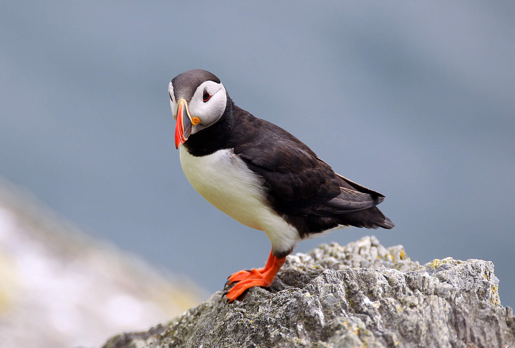 Les puffins sur les îles Skellig en Irlande