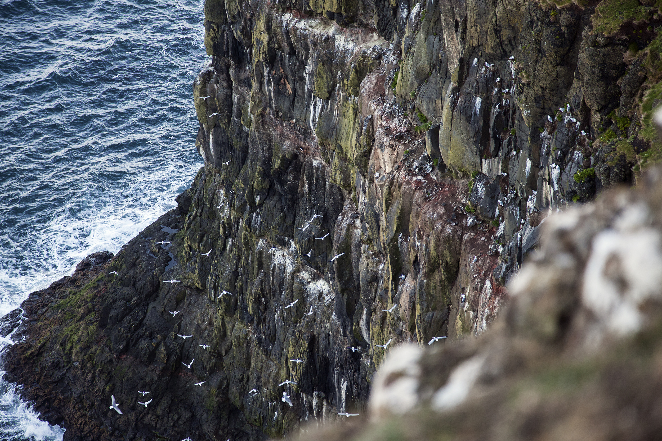 Les falaises de l'île de Rathlin