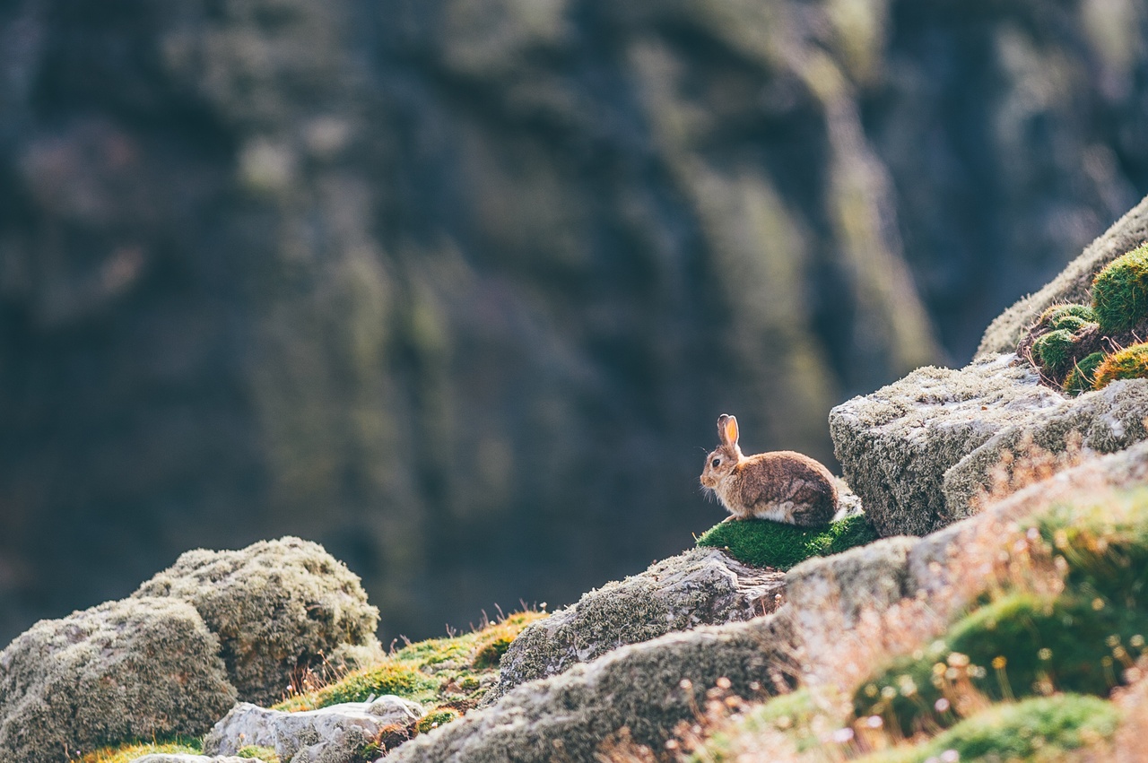 L'île de Skomer dans le Pembrokeshire