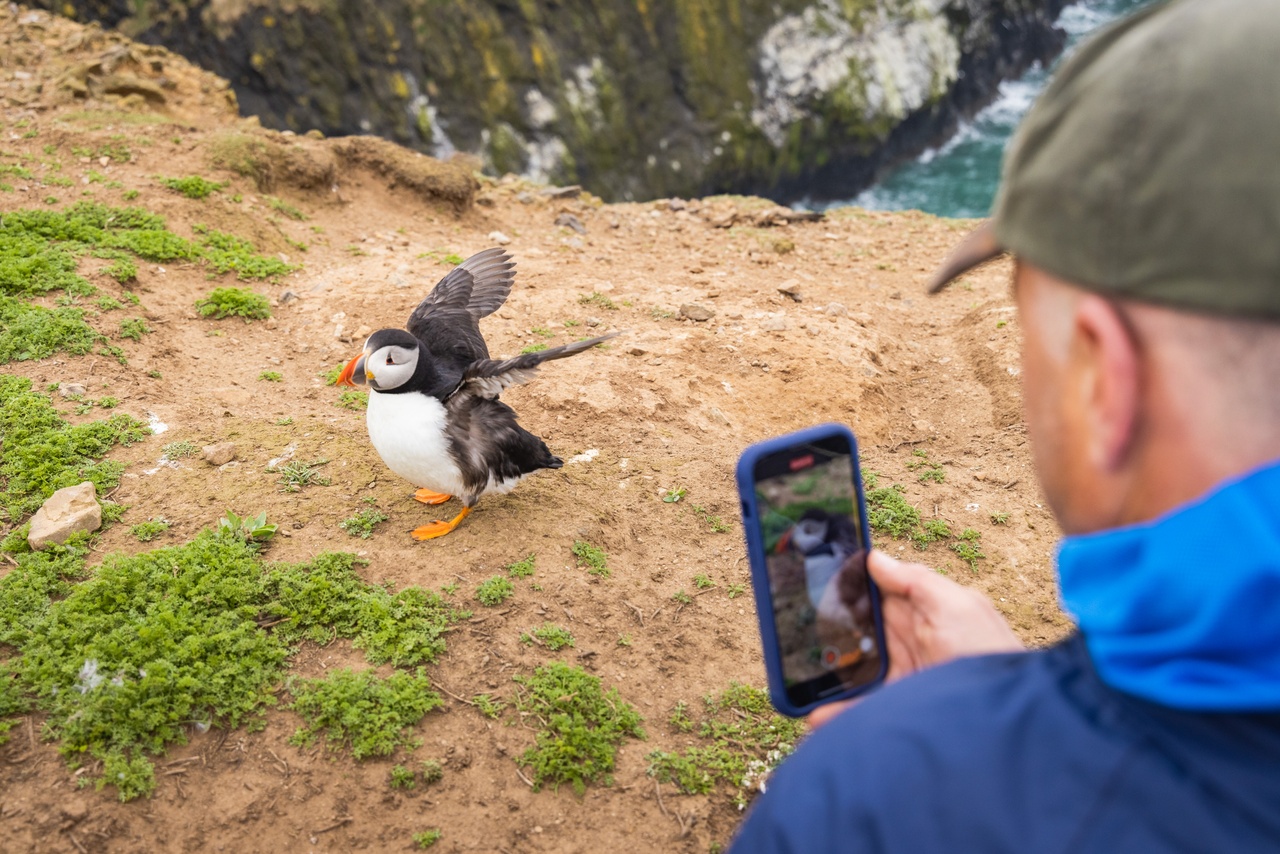 Les puffins sur l'île de Skomer au Pays de Galles